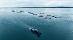 “车轮式”投苗模式实现全年不变供应